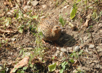 Black Francolin