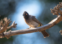 Black-fronted Bulbul