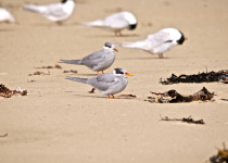 Black-fronted Tern