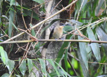 Black-goggled Tanager