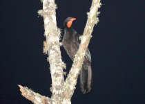 Black Guan