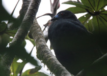 Black Guan