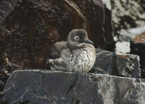 Black Guillemot