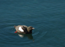 Black Guillemot