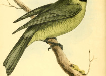 Black-headed Berryeater