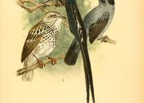 Black-headed Blue Flycatcher