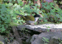 Black-headed Brushfinch