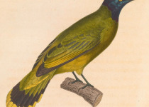 Black-headed Bulbul