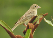 Black-headed Bunting