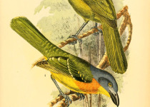 Black-headed Bushshrike