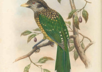 Black-headed Catbird