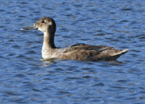 Black-headed Duck