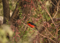 Black-headed Gonolek