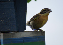 Black-headed Grosbeak