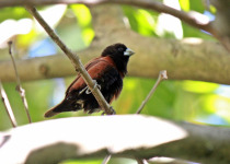 Black-headed Munia