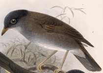 Black-headed Nightingale-Thrush