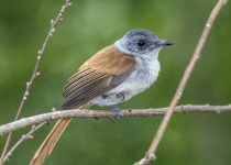Black-headed Paradise Flycatcher