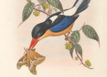Black-headed Paradise Kingfisher