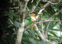 Black-headed Parrot