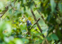 Black-headed Saltator