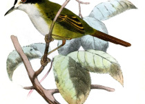 Black-headed Tailorbird