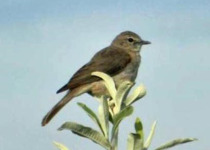 Black-headed Warbler
