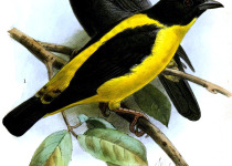Black-headed Weaver
