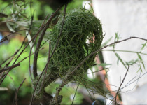 Black-headed Weaver