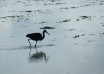 Black Heron