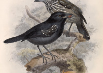Black-hooded Antshrike