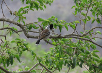 Black-hooded Antwren