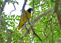 Black-hooded Oriole