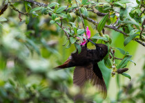 Black-hooded Sunbeam