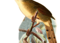 Black-lored Cisticola