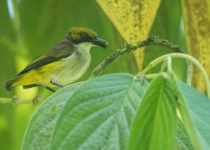 Black-lored Flowerpecker