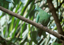 Black-naped Fruit Dove