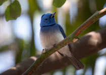 Black-naped Monarch