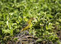 Black-naped Oriole
