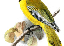 Black-naped Oriole