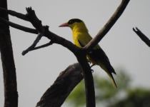 Black-naped Oriole