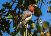 Black-necked Barbet