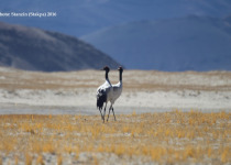 Black-necked Crane