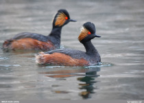 Black-necked Grebe
