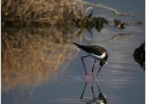 Black-necked Stilt