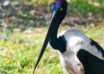 Black-necked Stork