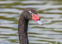 Black-necked Swan