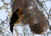 Black-necked weaver
