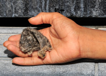 Black-nest Swiftlet