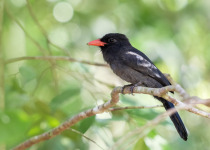 Black Nunbird