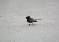 Black Phoebe